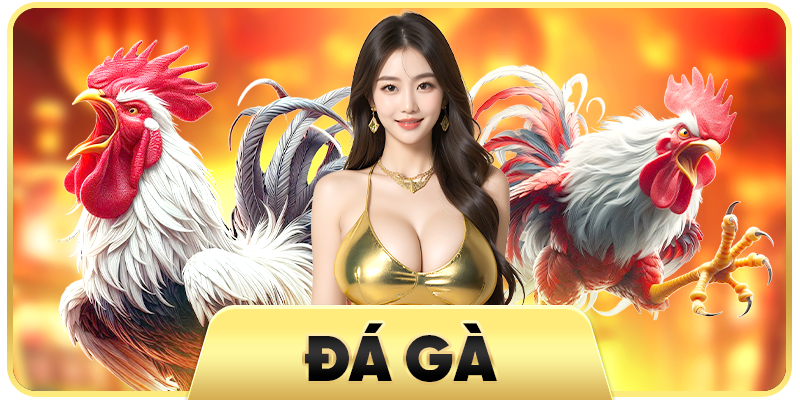Đá gà King88